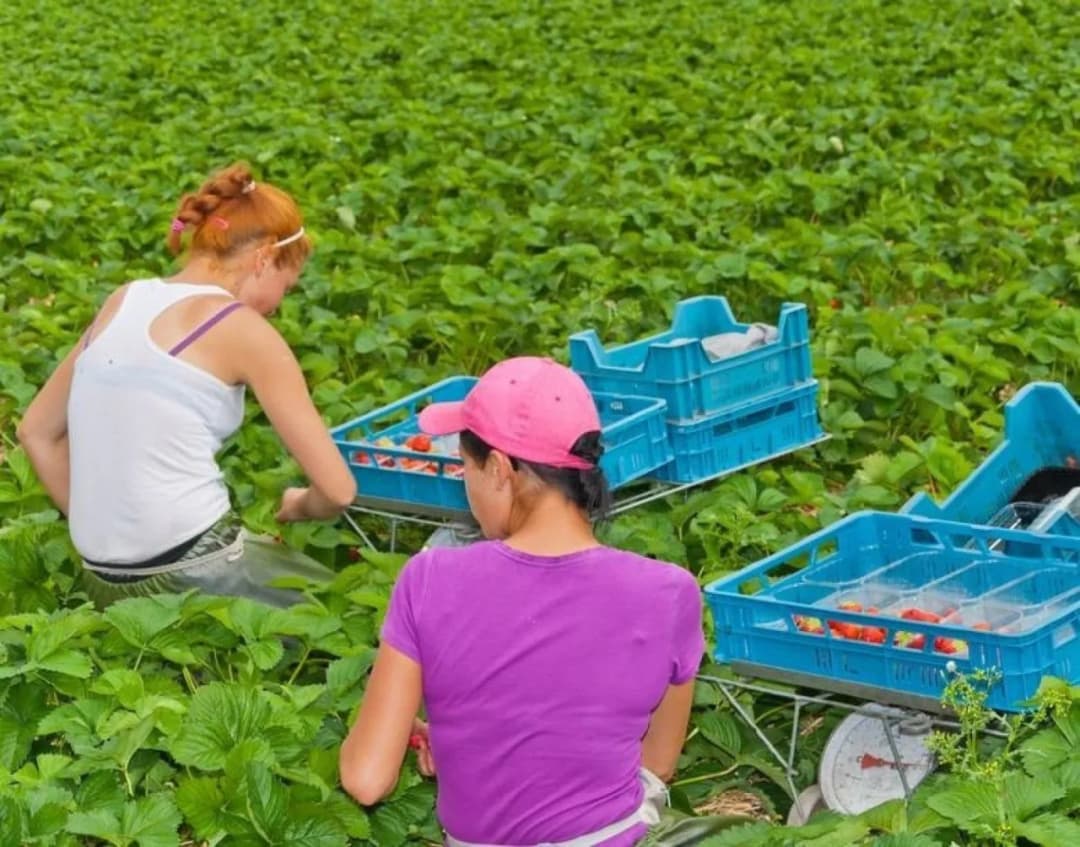 Ile zarobisz na zbieraniu owoców? Poznaj stawki i możliwości